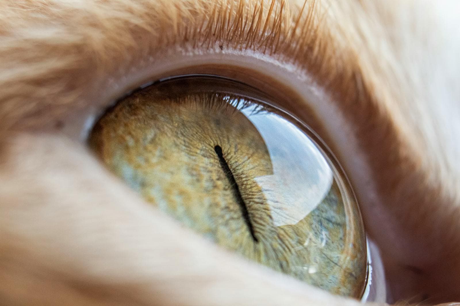 Wet vs Dry Macular Degeneration: Understanding the Difference